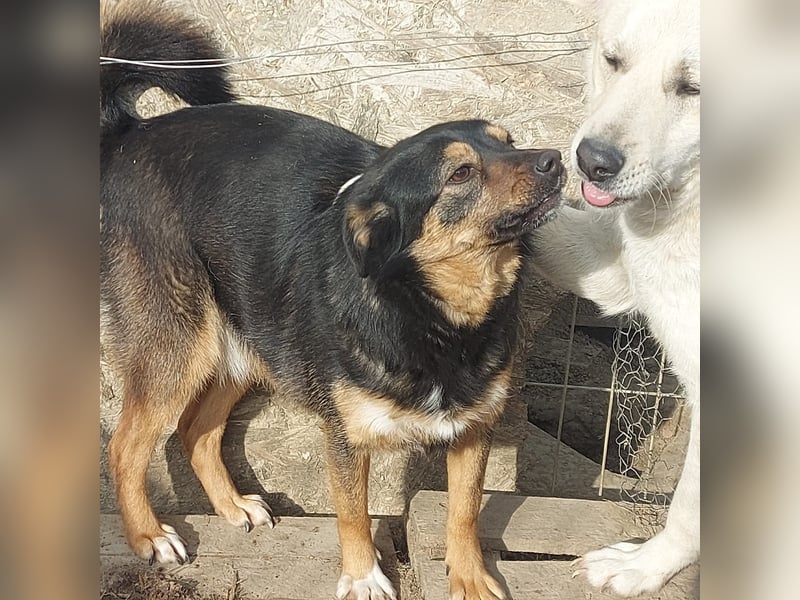 Ariana - Kleine Kämpferin sucht ihr Glück *Videos*