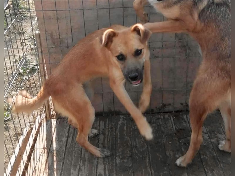 Saquata wartet seit Welpenalter