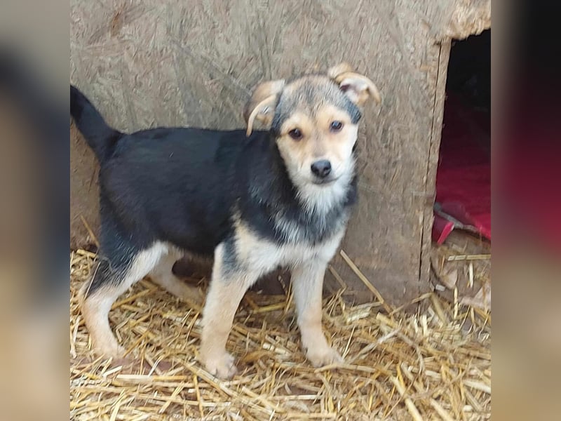 Arthur - die Schmusebacke