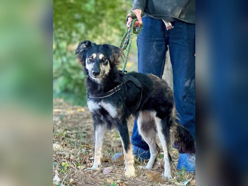 Samba: superliebe Seele sucht Herzensmenschen