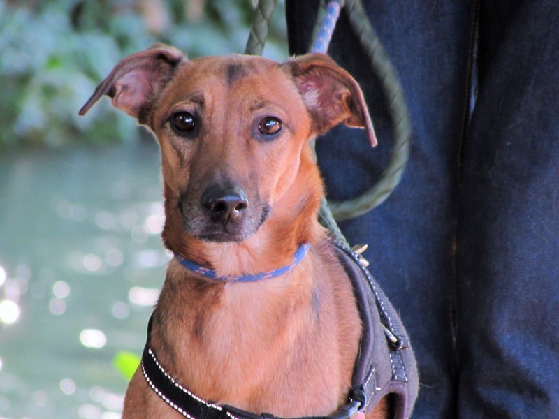 Holly – sanfte Seele im besten Alter sucht Herzensmensch