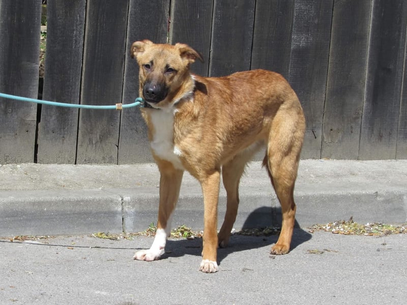 Havanna – hübsche Maus sucht nach 5 Jahren ihr Glück