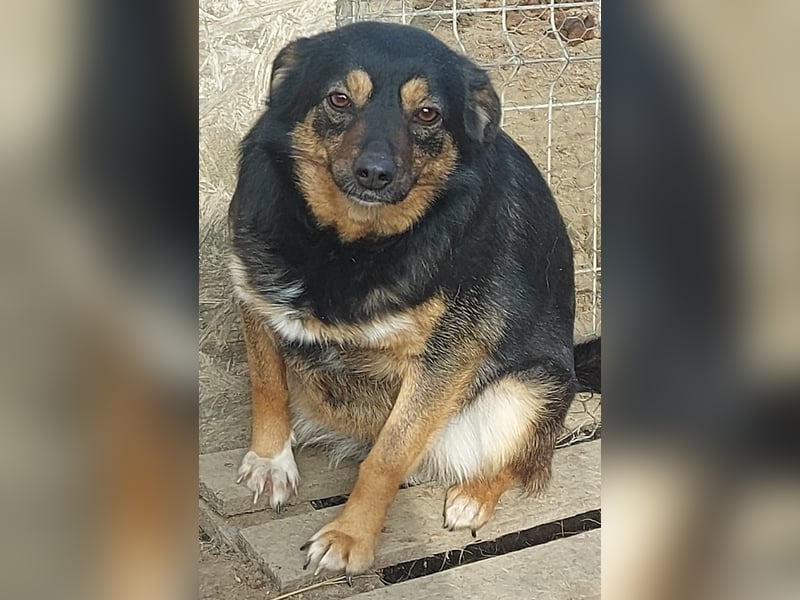 Ariana - Kleine Kämpferin sucht ihr Glück *Videos*