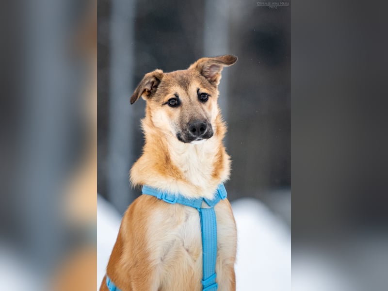 Freundlicher Tosha sucht sein Zuhause