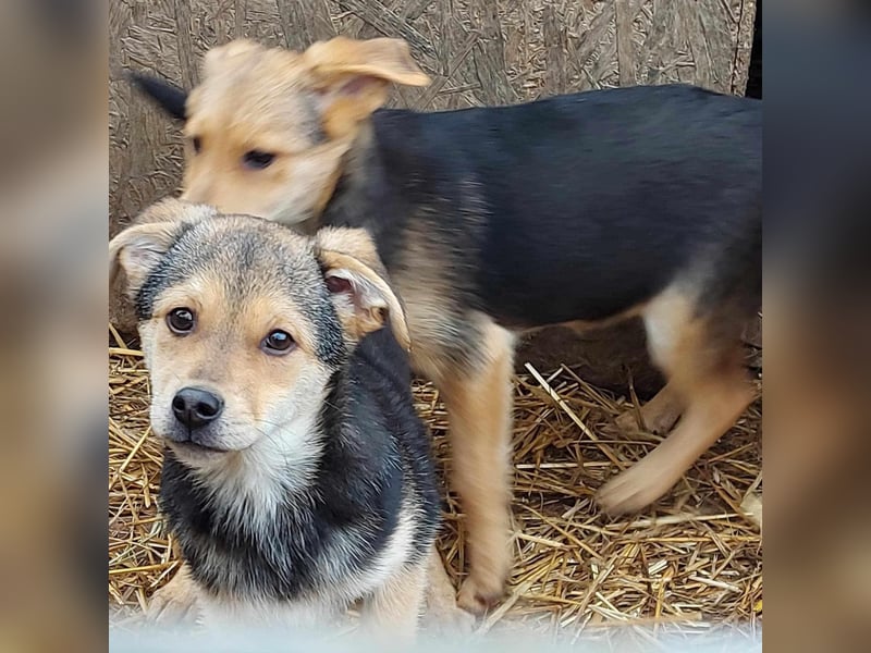 Arthur - die Schmusebacke