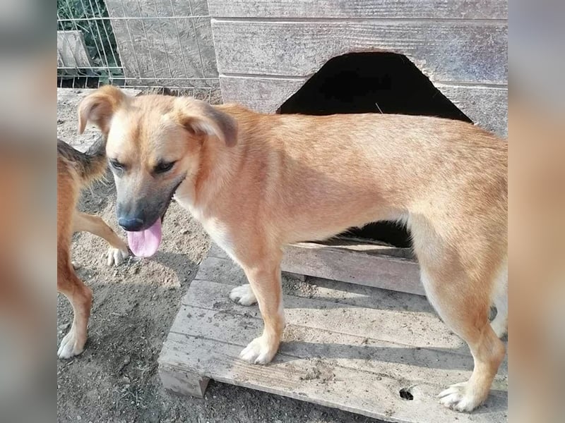 Saquata wartet seit Welpenalter