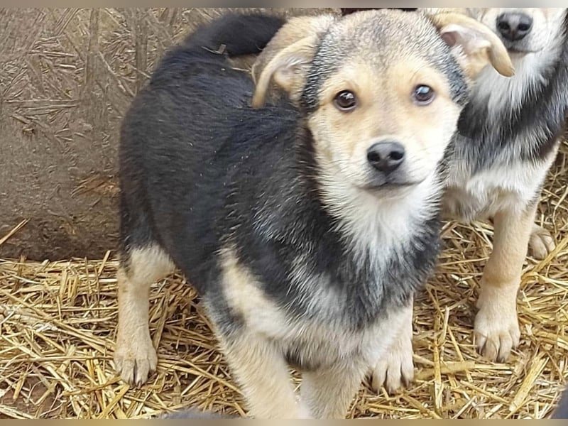 Arthur - die Schmusebacke