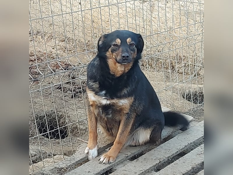 Ariana - Kleine Kämpferin sucht ihr Glück *Videos*