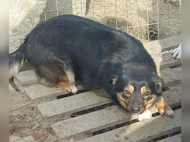 Ariana - Kleine Kämpferin sucht ihr Glück *Videos*
