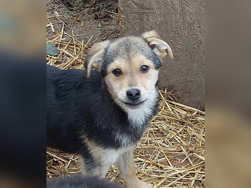 Arthur - die Schmusebacke