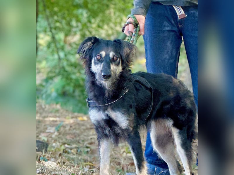 Samba: superliebe Seele sucht Herzensmenschen