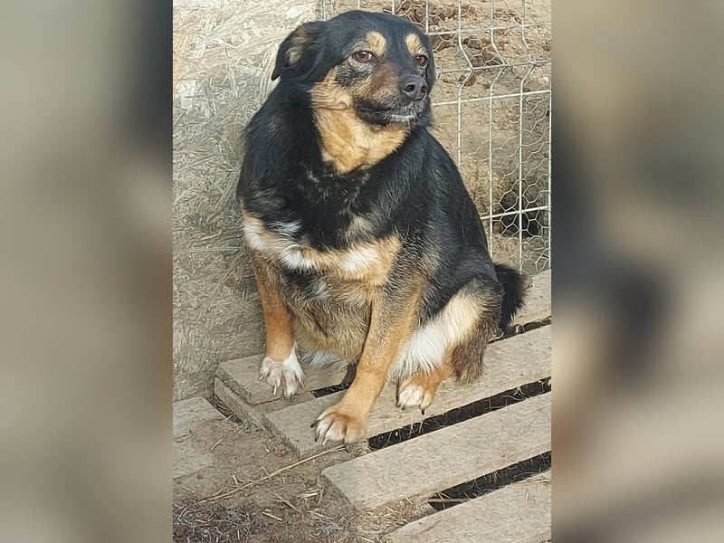 Ariana - Kleine Kämpferin sucht ihr Glück *Videos*