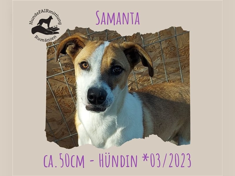 Samanta - liebevolle & verkuschelte Junghündin