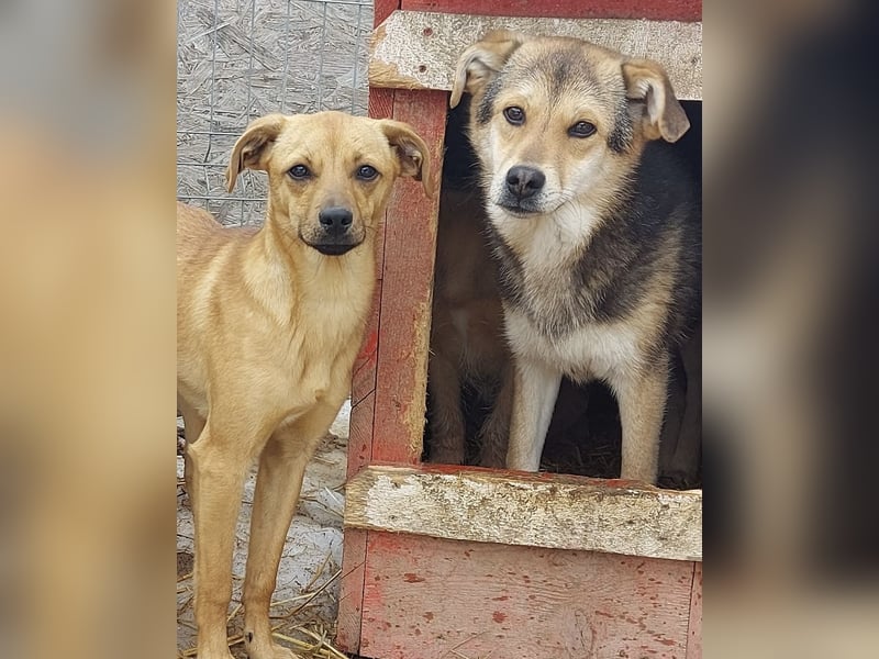 Arthur - die Schmusebacke