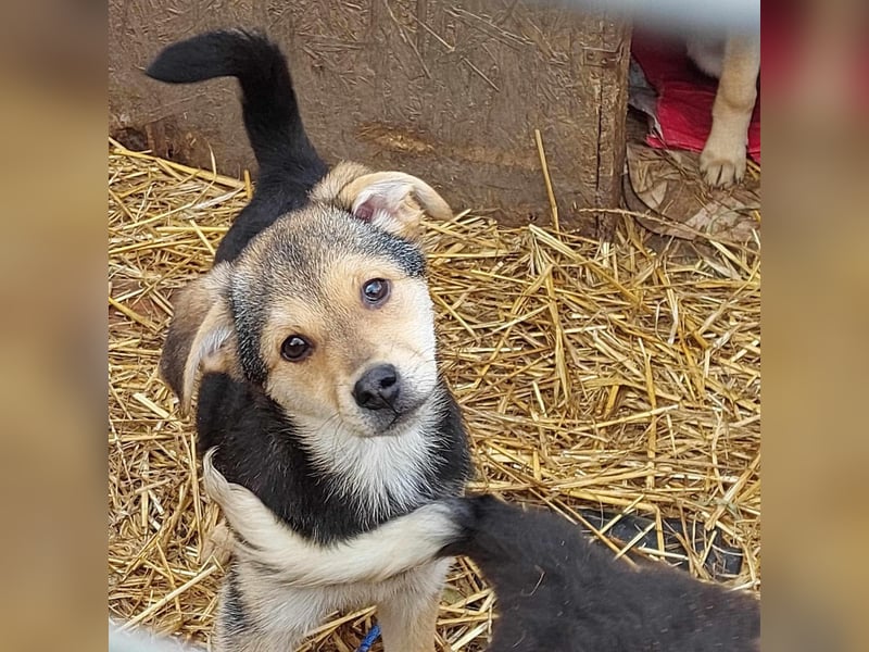 Arthur - die Schmusebacke