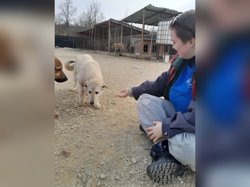 Nora - ein freches, fröhliches Hundemädchen sucht ihre Familie