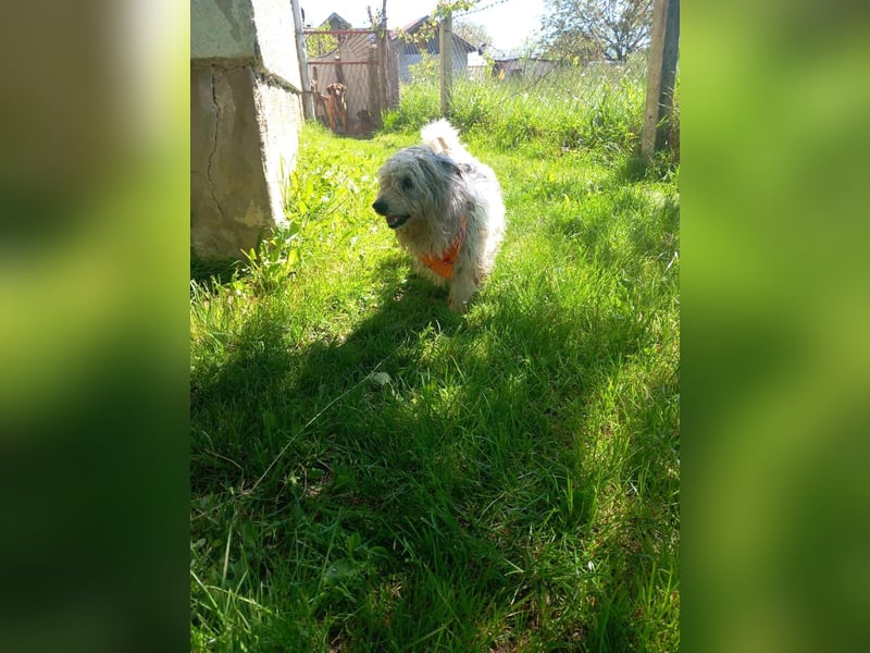Liebenswerter Mikesch sucht dich - aktuell in Bosnien