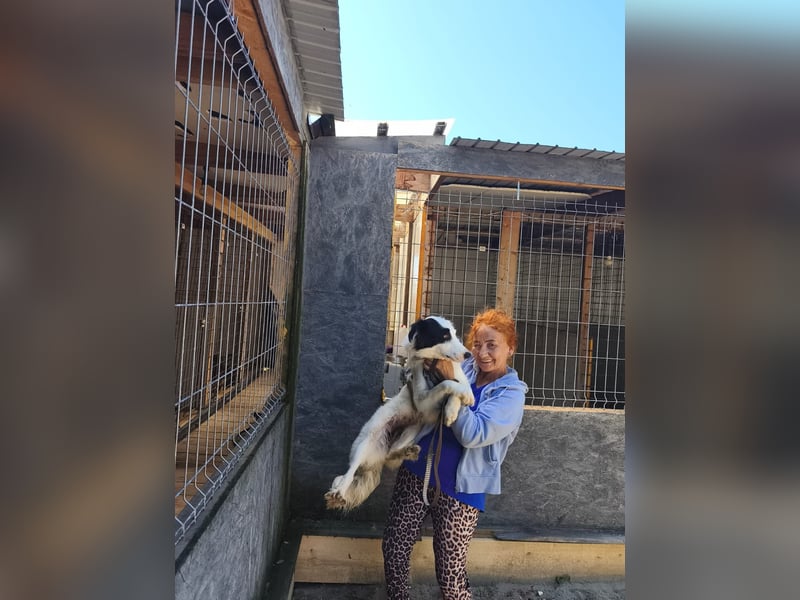Lady sucht ein warmes Körbchen - noch in Rumänien