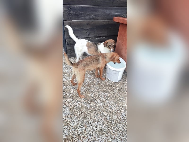 Peppone möchte die Welt erkunden