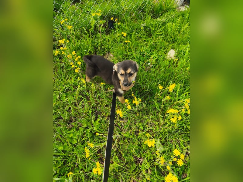 Sara - ein kleines Herz auf vier Pfoten - aktuell noch in Rumänien