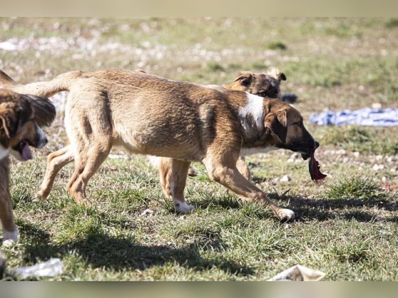 Anikan ist bereit für seine große Reise