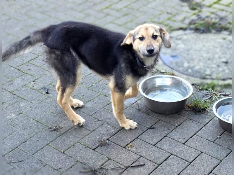 Rossa - kleine Entdeckerin mit großem Herzen - auf Pflegestelle in Deutschland