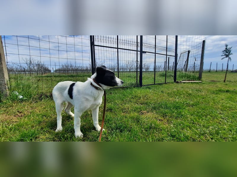 Flynn ist noch vorsichtig - aktuell in Rumänien