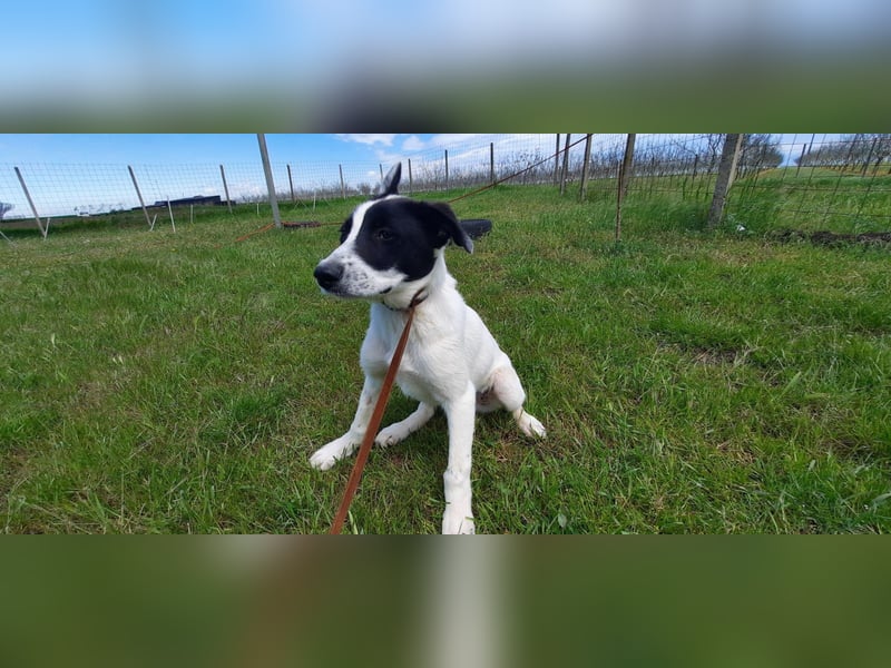 Flynn ist noch vorsichtig - aktuell in Rumänien