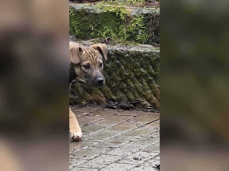 Vielleicht darf Lux schon bald dein Herzenshund sein - in Hausen auf Pflegestelle