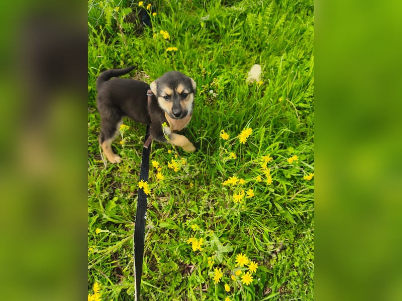Sara - ein kleines Herz auf vier Pfoten - aktuell noch in Rumänien