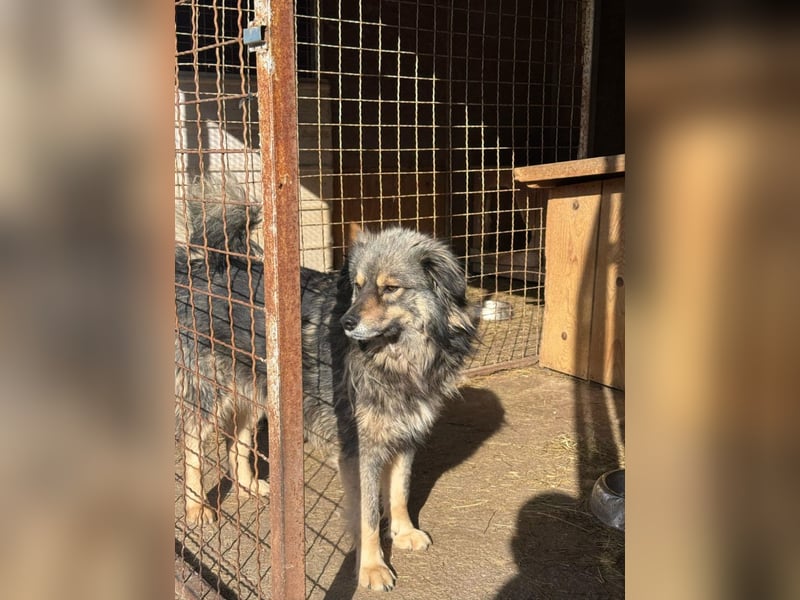 Frodo - ein treuer Begleiter