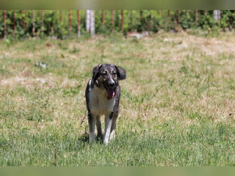 Ronja sucht ihr Für-immer-Zuhause - aktuell in Bosnien