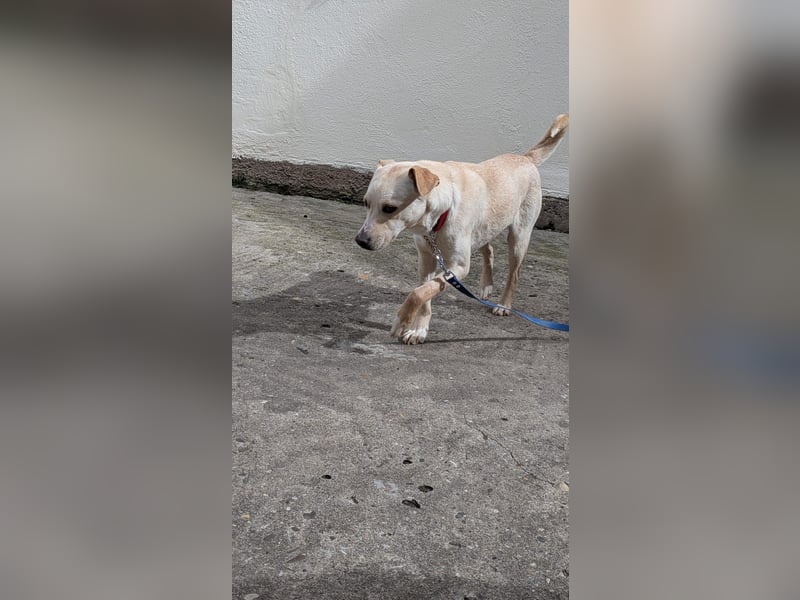 Sanfte Sky - erst vorsichtig - dann zeigt sie ihre liebevolle Seite - jetzt in 97724 Burglauer