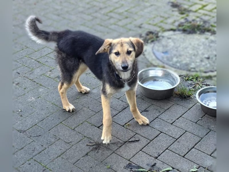 Rossa - kleine Entdeckerin mit großem Herzen - auf Pflegestelle in Deutschland