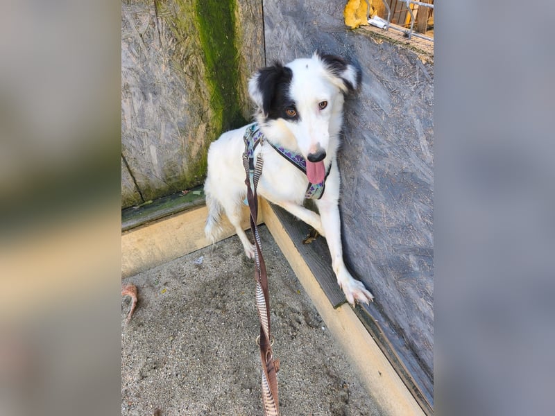 Lady sucht ein warmes Körbchen - noch in Rumänien