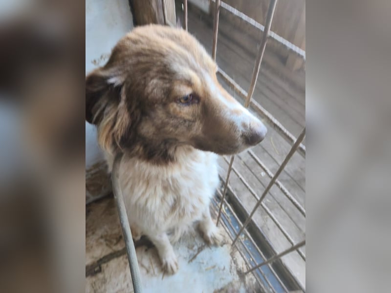 Zurückhaltender Joschy sucht Menschen, bei denen er Auftauen kann - noch in Rumänien