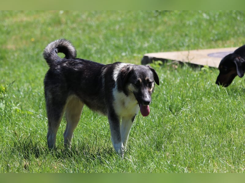 Ronja sucht ihr Für-immer-Zuhause - aktuell in Bosnien
