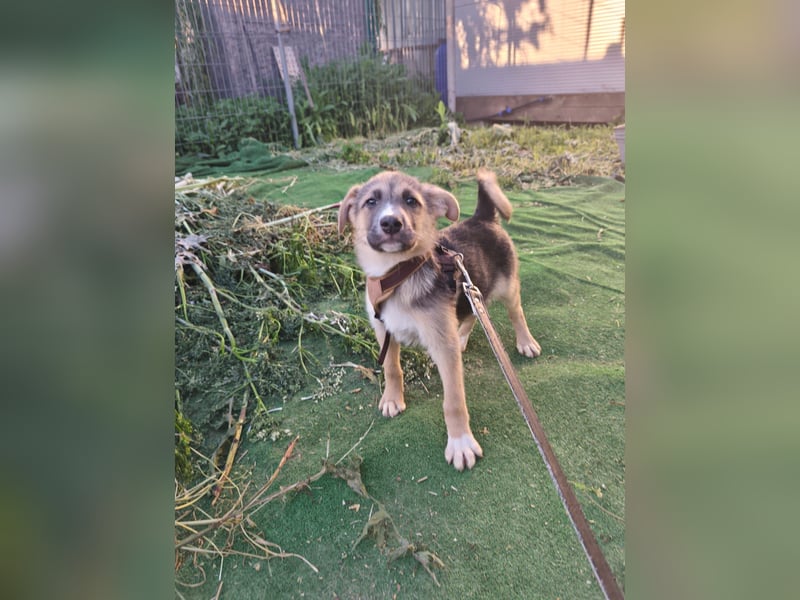 Sonnenschein  Sonny sucht sein Zuhause - aktuell in Rumänien