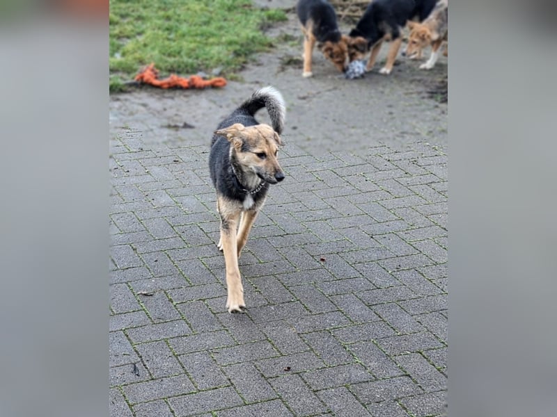 Rossa - kleine Entdeckerin mit großem Herzen - auf Pflegestelle in Deutschland