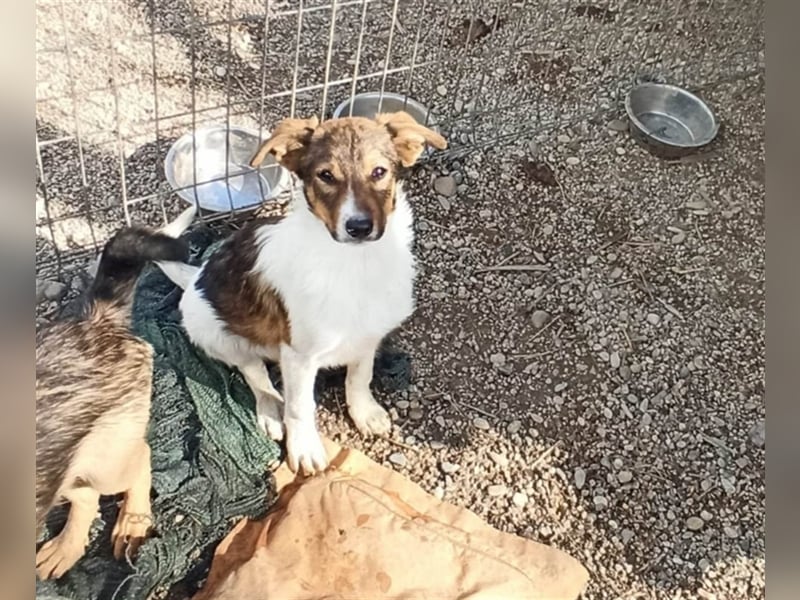 Peppone möchte die Welt erkunden