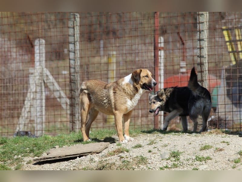 Anikan ist bereit für seine große Reise