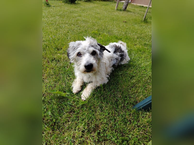 Liebenswerter Mikesch sucht dich - aktuell in Bosnien