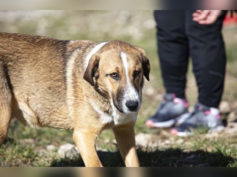 Anikan ist bereit für seine große Reise