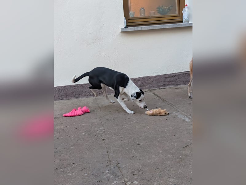 Benny – kleiner Herzenshund mit besonderem Blick - in 97724 Burglauer auf Pflegestelle