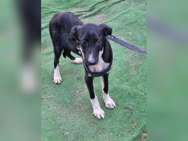 Zarte Tuby sucht sicheres Zuhause - noch in Rumänien