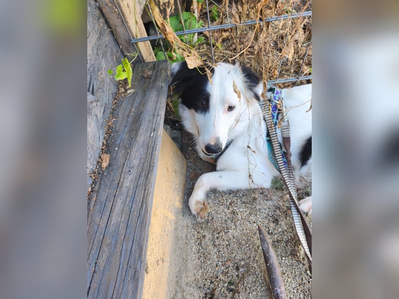 Lady sucht ein warmes Körbchen - noch in Rumänien