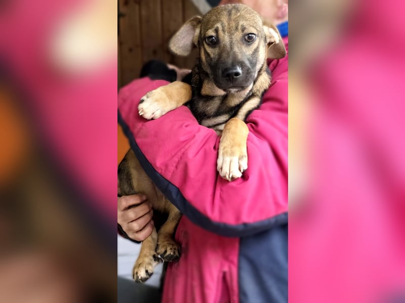 Vielleicht darf Lux schon bald dein Herzenshund sein - in Hausen auf Pflegestelle