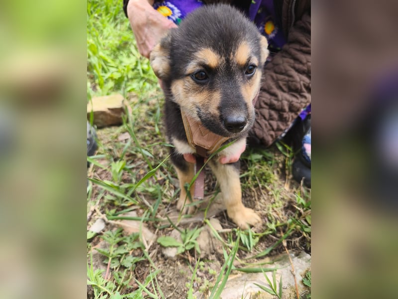 Sara - ein kleines Herz auf vier Pfoten - aktuell noch in Rumänien