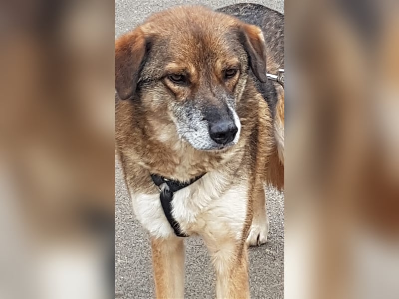 Aco - ein treuer Gefährte für besondere Menschen