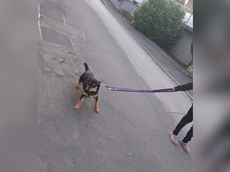 Mirona - liebt kleine Kinderhände - auf Pflegestelle in 97724 Burglauer